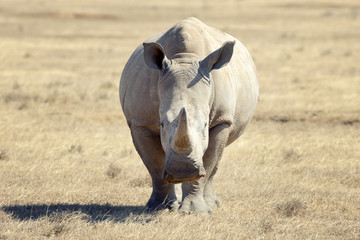 rhinocéros blanc africain