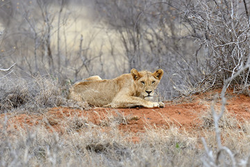 Lion in National park of Kenya