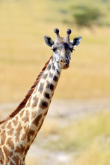 Giraffe in National park of Kenya