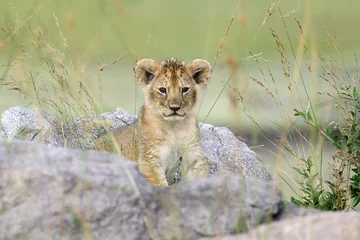 Poster Lion lionceau africain