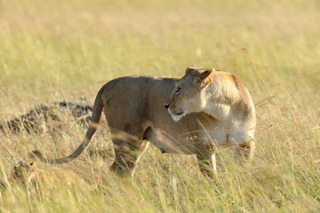 Lion in National park of Kenya
