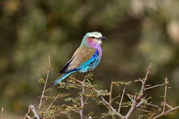 Obraz premium Lilac-breasted roller in National park of Kenya