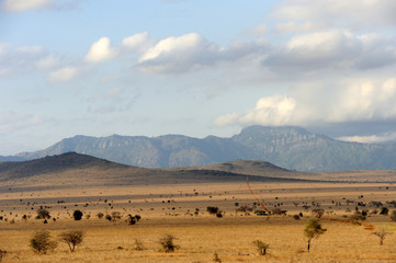 Fototapeta na wymiar Savannah landscape in the National park in Kenya