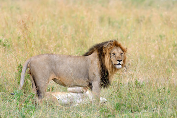 Lion in National park of Kenya