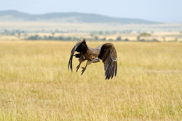 Vulture flying. Masai Mara National Park