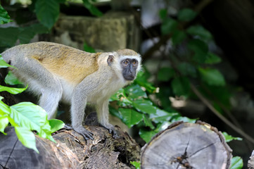 Vervet Monkey in National park of Kenya