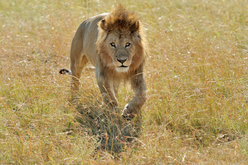 Naklejka premium Lion in National park of Kenya