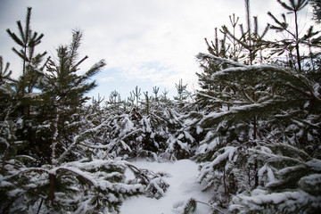 Forest covered by snow in winter.