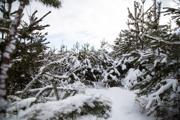 Forest covered by snow in winter.