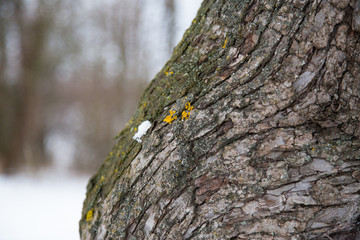 The bark of the pine tree in winter.
