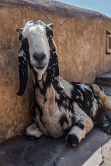 Goat sitting shade at the Amber fort, Jaipur