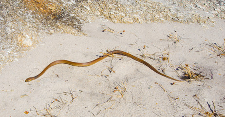 Dugite Snake
