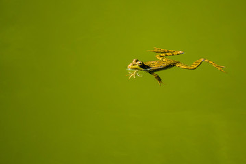 Green frog floating in the water