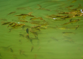 Obraz premium fish swim near the surface of the pond water