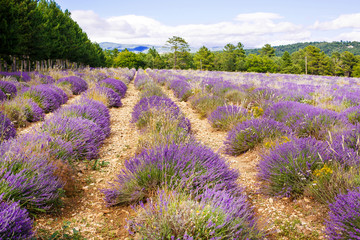 Obraz premium Lavender fields near Valensole in Provence, France.