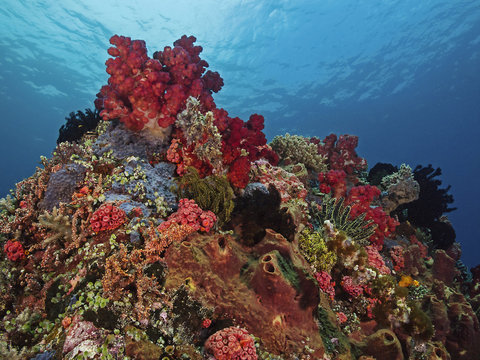 Tropical Sescape, Buntes Korallenriff