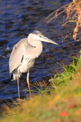 Grey Heron (Ardea cinerea) in Japan - アオサギ