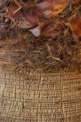 Palm trunk close up