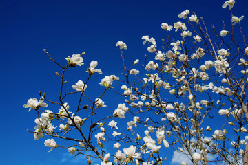 white blooming magnolias at spring