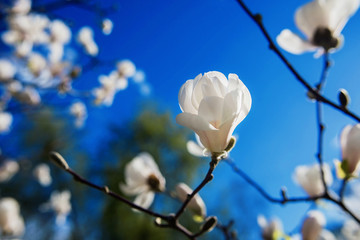 white blooming magnolias at spring
