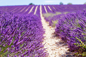 Fototapeta na wymiar Blooming lavender fields near Valensole in Provence, France.