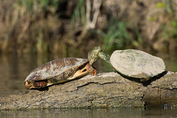 Obraz premium Turtle Kisses