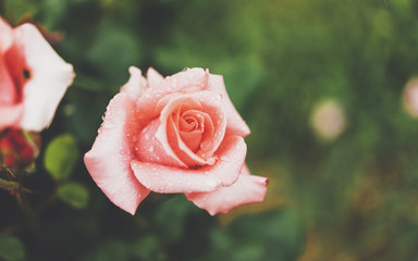 Blossom rose with drops of rain on green background, flowers for love womens and mothers, fresh beautiful roses closeup, mockup for text, pink spring bouquet, romantic card photo