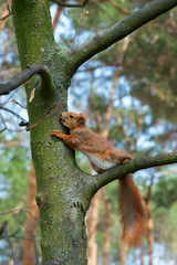 One squirrel on a tree in the spring forest