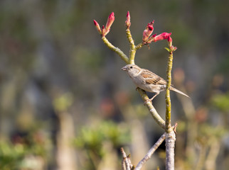 Image of sparrow on nature background. Bird