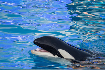 Obraz premium Killer Whale