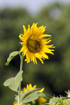 Image of sunflower on nature background.