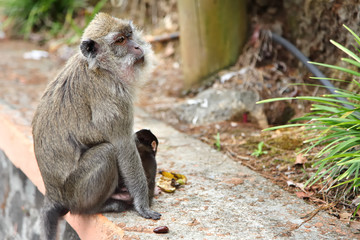 Singe du lac sacré