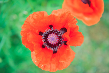 poppy flower