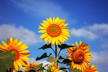 Beautiful sunflowers with sky.