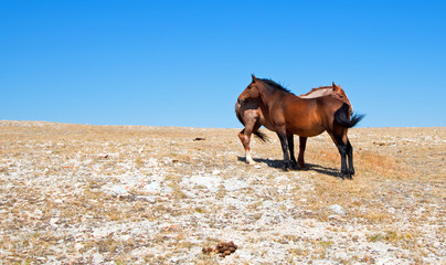 Windblown Red Roan Band Stallion with his Bay Mare on Sykes Ridge in the Pryor Mountain Wild Horse...