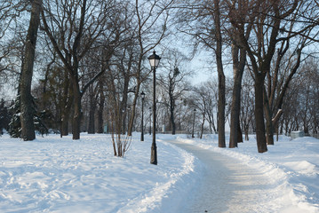 Fototapeta premium Alley in the Park. Winter