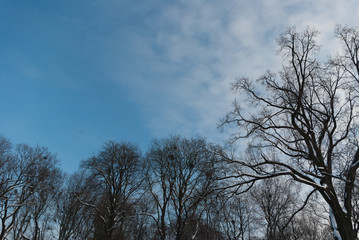 Old lantern. Dry branches.
