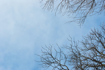 Dead tree branches against blue sky