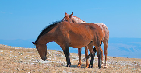 Windblown Red Roan Band Stallion with his Bay Mare on Sykes Ridge in the Pryor Mountain Wild Horse...