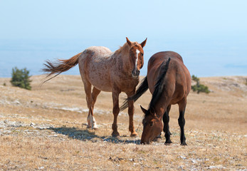 Windblown Red Roan Band Stallion with his Bay Mare on Sykes Ridge in the Pryor Mountain Wild Horse...
