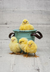 little chicks sit in blue bucket,easter.