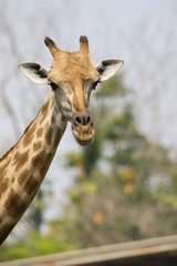 Image of a giraffe head on nature background. Wild Animals.
