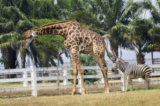 Image of a giraffe and zebra on nature background. Wild Animals.