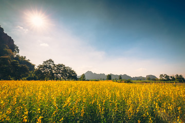 Obraz premium Vintage Yellow Field