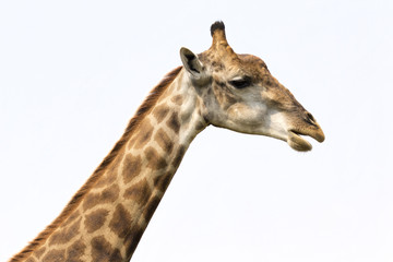 Image of a giraffe head on white background. Wild Animals.