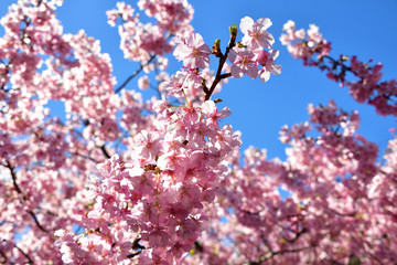 cherry blossom