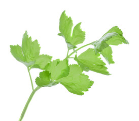 Fresh celery isolated on white background