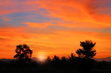 sky in sunset and motion cloud colorful beautiful with silhouett tree