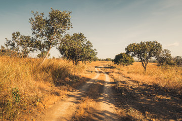 Road in the field