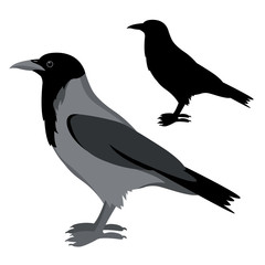 Crow vector illustration style Flat set silhouette black